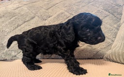 Cockapoo dogs for sale: F2b cockapoo Puppies (all females) - Image 7