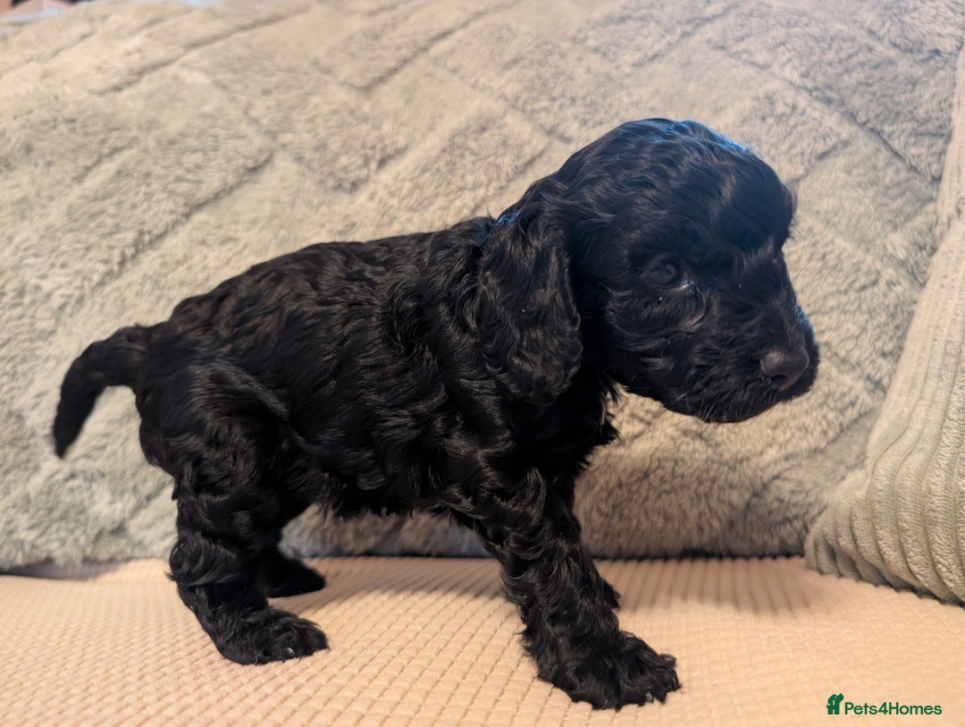Cockapoo dogs for sale: F2b cockapoo Puppies (all females) - Image 7