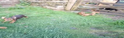 Mixed Breed dogs for sale: Cockerdale puppies looking for they new homes - Advert 6