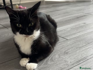 Mixed Breed cats Kittens for sale please read ad - Advert 5