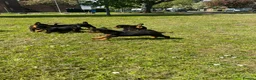 Rottweiler dogs for sale: Puppies - Advert 20