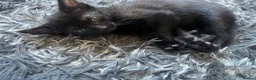 Mixed Breed cats for sale: Beautiful kittens for their furever homes - Advert 7