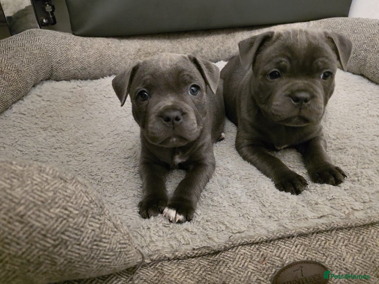 Staffordshire Bull Terrier dogs KC Reg. Staffordshire Bull Terrier  COI 5.2 - Advert 13