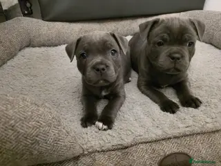 Staffordshire Bull Terrier dogs KC Reg. Staffordshire Bull Terrier COI 5.2 - Advert 13