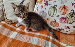 Mixed Breed cats for sale: Gorgeous Large Maine Coon Cross Kittens - Image 21