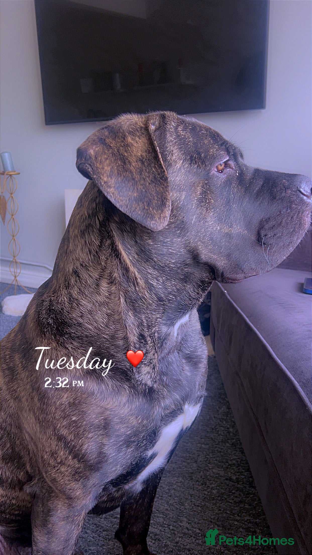 Cane Corso dogs Puppy  in Willenhall - Advert 2