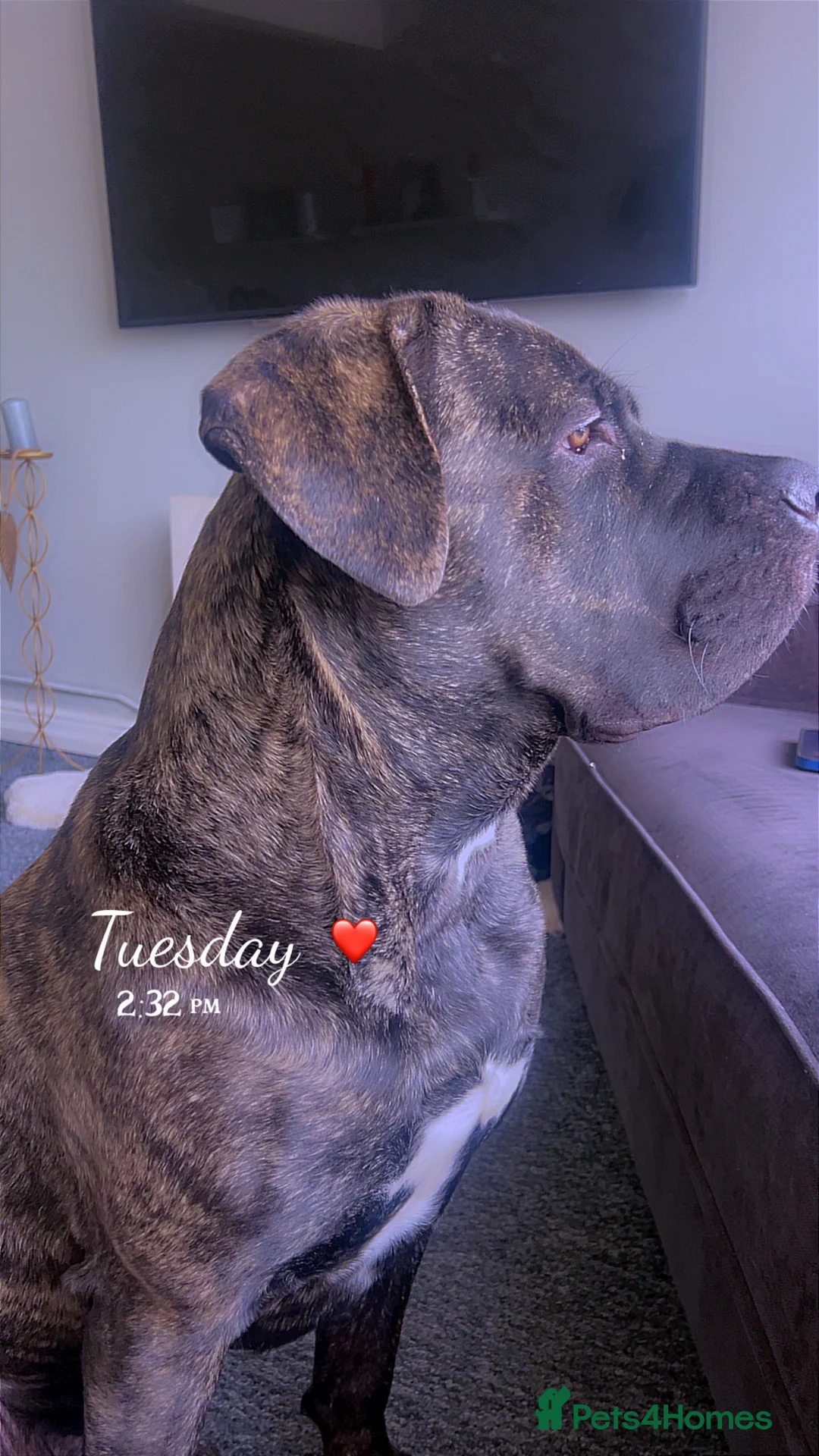 Cane Corso dogs for sale: Puppy  in Willenhall - Advert 1