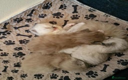 Ragdoll cats for sale: TICA Ragdoll Kittens – Mink, Sepia & Traditional - Image 6