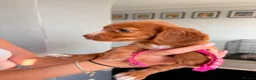 Cocker Spaniel dogs for sale: Stunning fox red working cockers - Advert 36