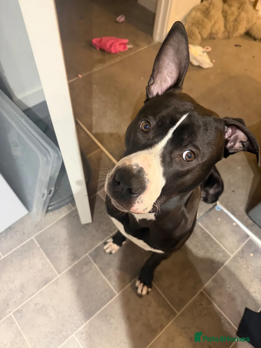 Mixed Breed dogs for sale: Loki 10 months old  in Stevenage - Advert 4