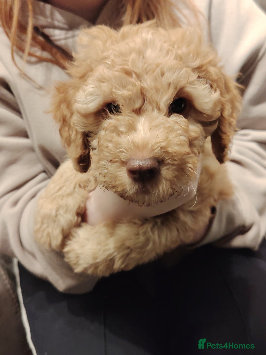 Cockapoo dogs for sale: Cockapoo puppies f2 ready now  - Advert 5