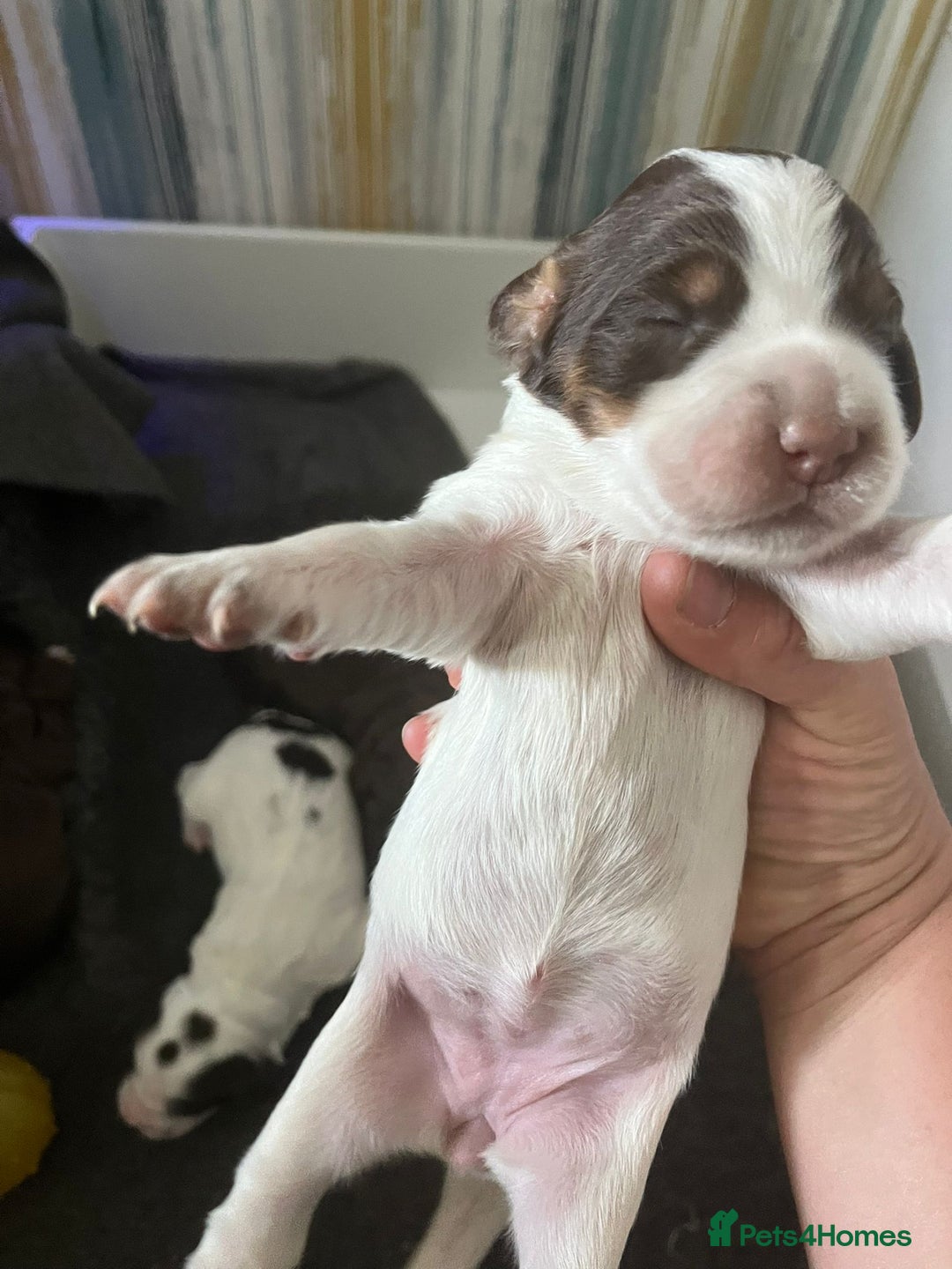 Sprocker dogs for sale: Beautiful Sprocker puppies  - Image 31