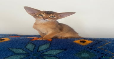 Abyssinian cats - Advert 1