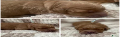 Mini Goldendoodle 1
