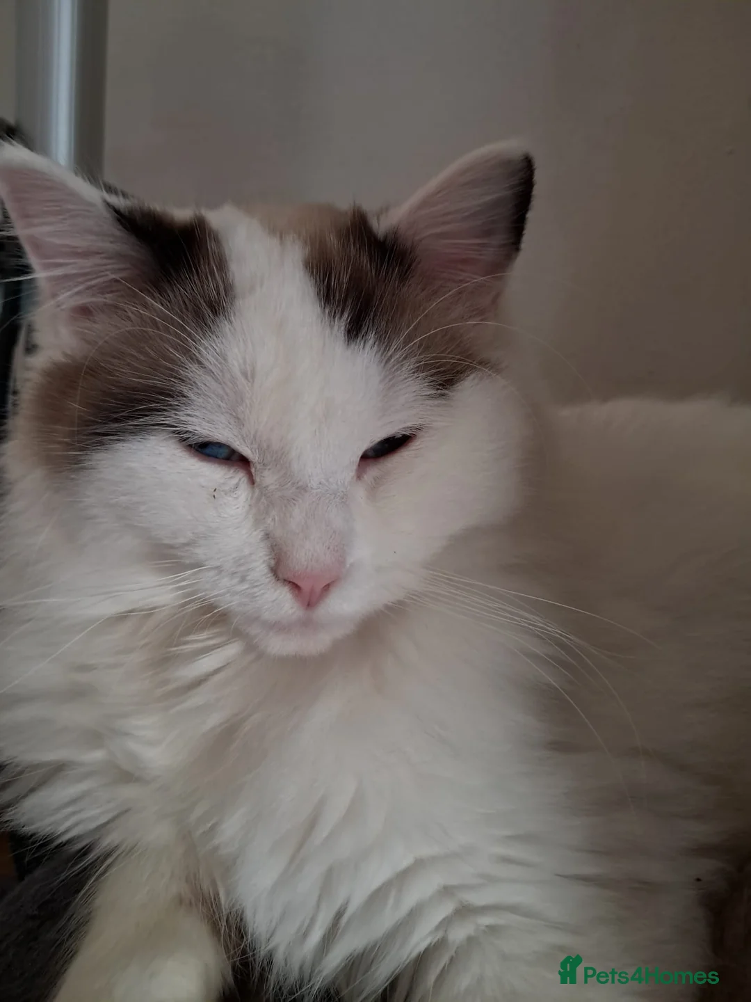 Ragdoll cats for sale: Rehome - Advert 4