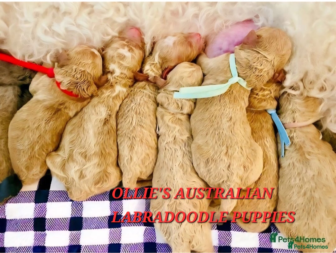 Miniature Poodle dogs for stud: FULLY HEALTH TESTED MINIATURE POODLE in Kettering - Image 38