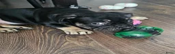 French Bulldog dogs for sale: French bulldog for sale  - Advert 19
