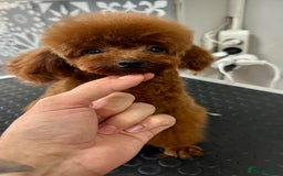 Poodle dogs for stud: Super tiny Asian boy 🧸for stud 🤩 - Image 1