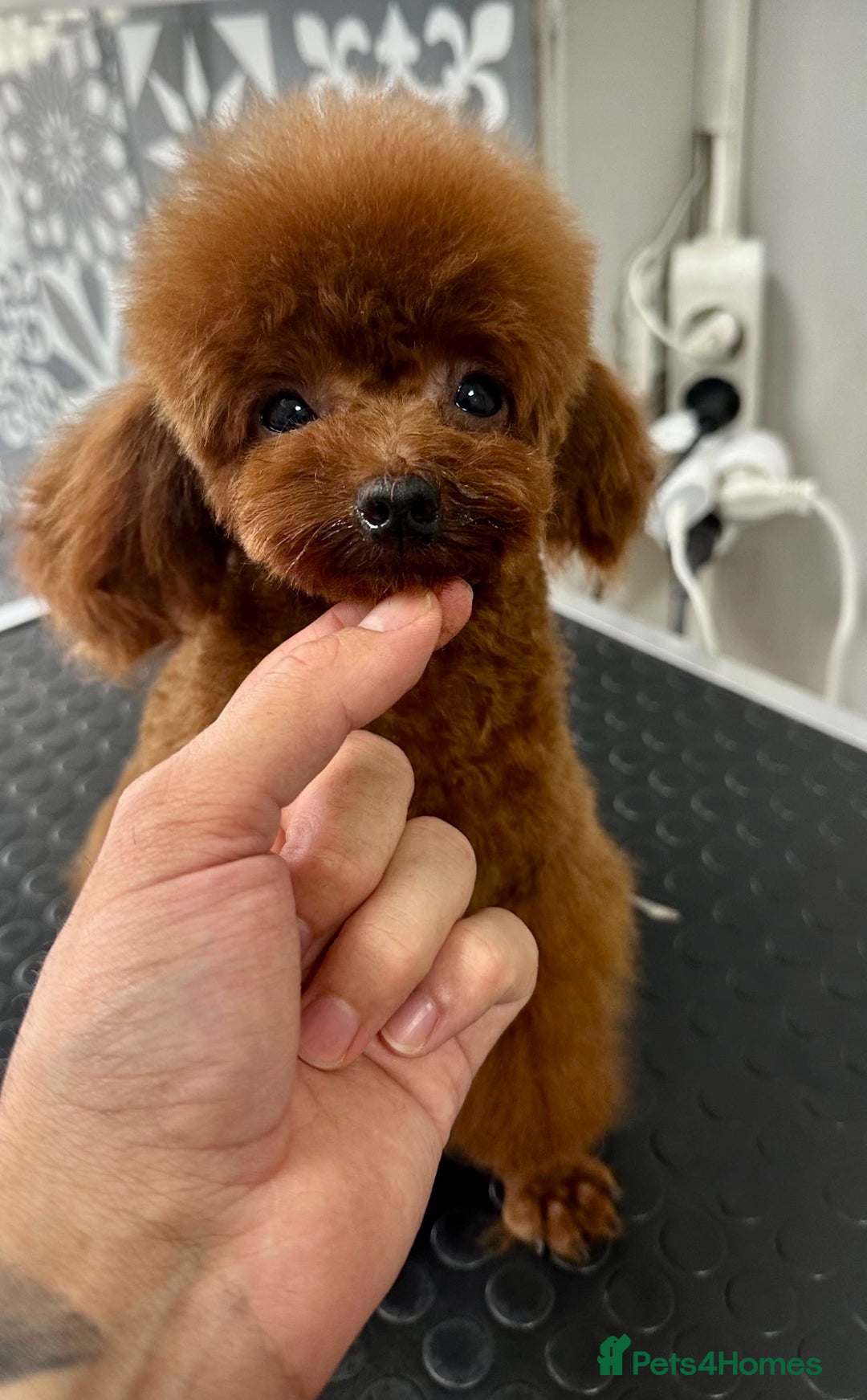 Poodle dogs for stud: Super tiny Asian boy 🧸for stud 🤩 - Image 1