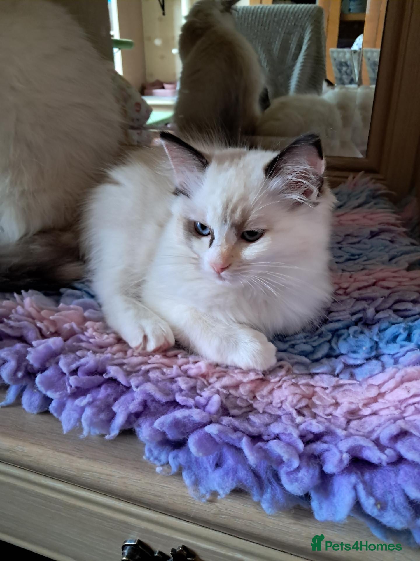Ragdoll cats for sale: Ready Now Beautiful GCCF Ragdoll  - Advert 6