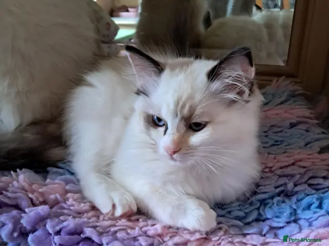 Ragdoll cats for sale: Ready Now Beautiful GCCF Ragdoll - Advert 6
