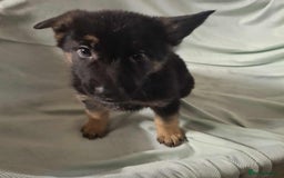 German Shepherd dogs for sale: *Ready Now* Pure Bred German Shepherd Pups - Image 15