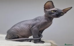 Sphynx cats for sale: Beautiful litter of kittens ❤️ HCM clear 🔥 in Leicester - Image 18