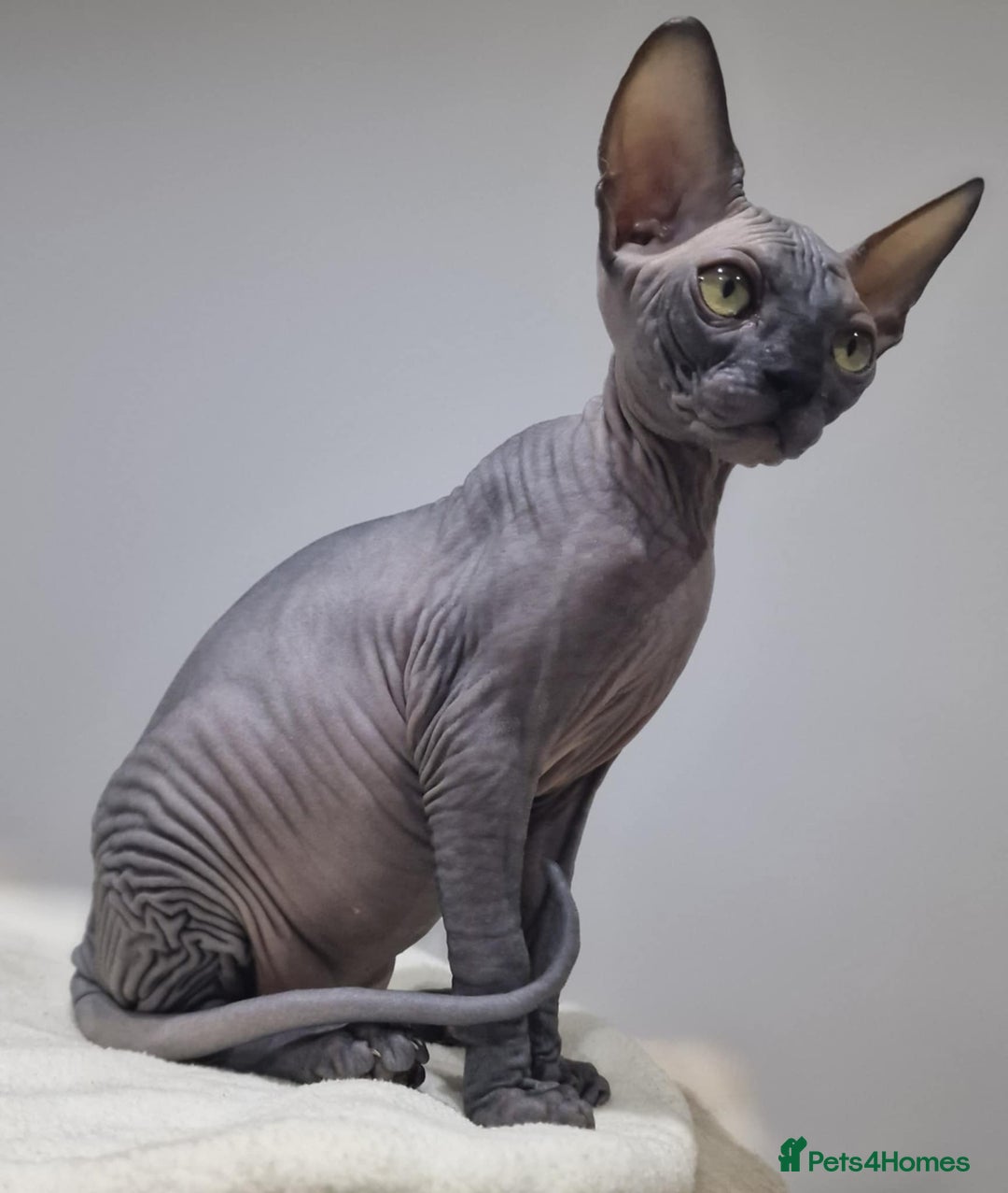 Sphynx cats for sale: Beautiful litter of kittens ❤️ HCM clear 🔥 in Leicester - Image 18