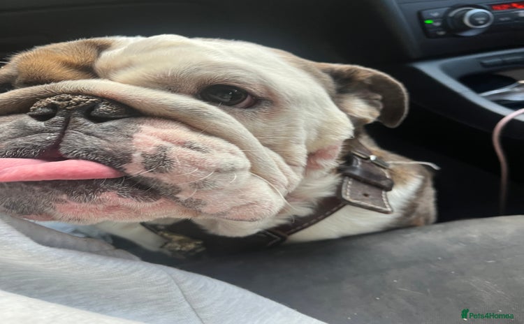 English Bulldog dogs - Advert 2