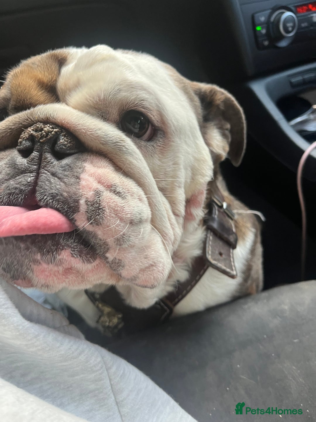 English Bulldog dogs for sale: 2 Year Old English Bulldog Ted - Image 1