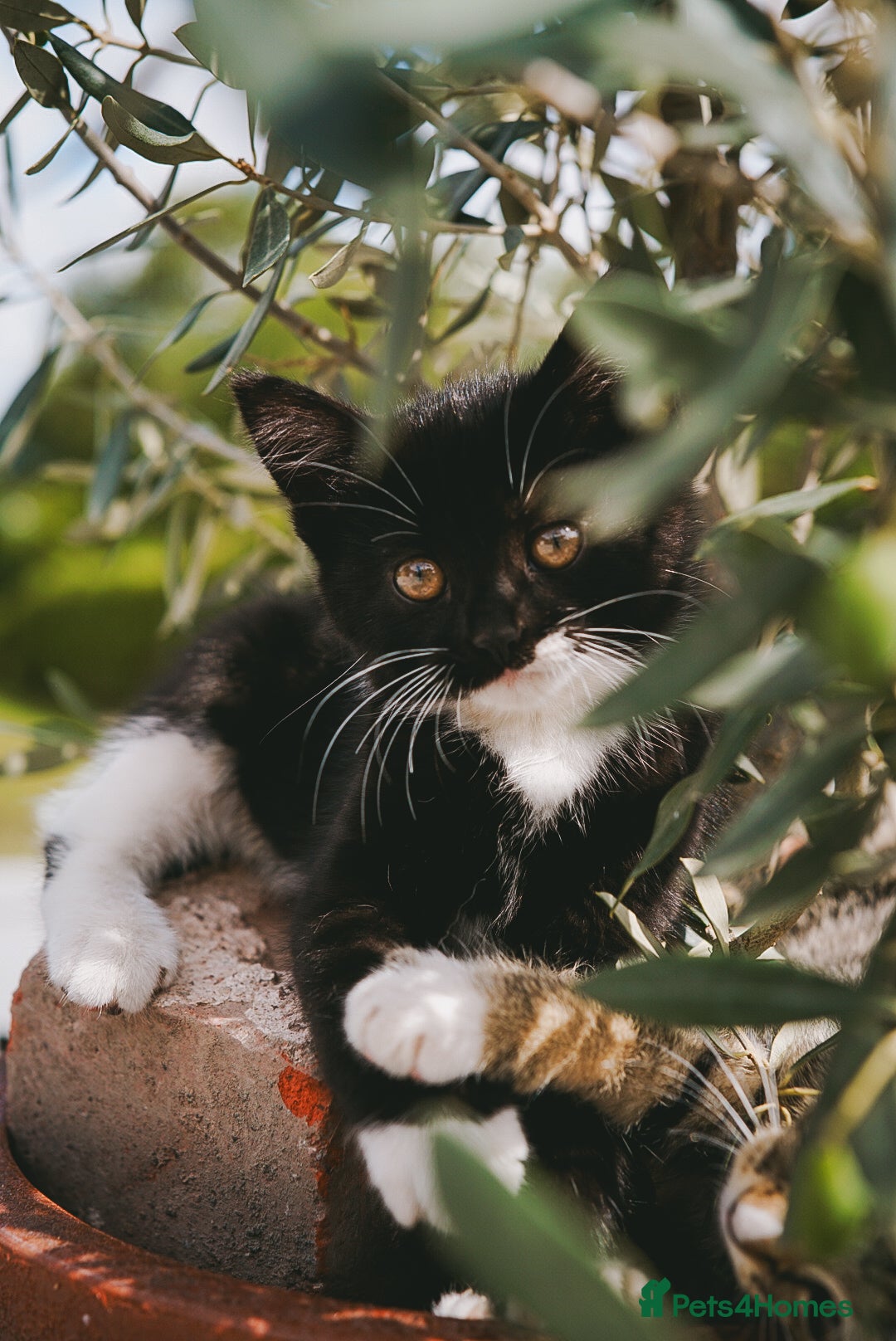 Mixed Breed cats for sale: Gorgeous kittens for sale  - Image 38