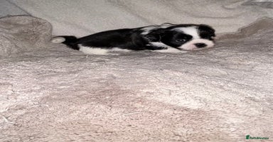 Lhasa Apso dogs KC Reg Lhasa Apso pups GPRA clear - Advert 2