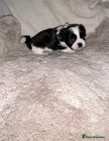 Lhasa Apso dogs KC Reg Lhasa Apso pups GPRA clear - Advert 2