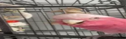 Cockatoo birds for sale: Beautiful galah  in Doncaster - Advert 5
