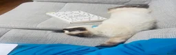Ragdoll cats for stud: Ragdoll for stud Proven TICA&GCCF Registered💙 in Bristol - Advert 14
