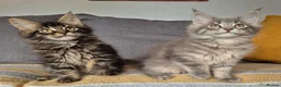 Maine Coon cats for sale: Maine coon kittens  - Advert 8
