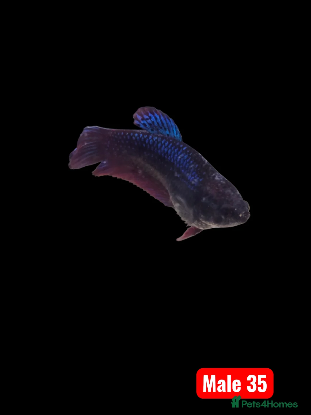 Bettas fish for sale: Betta fish - Advert 10
