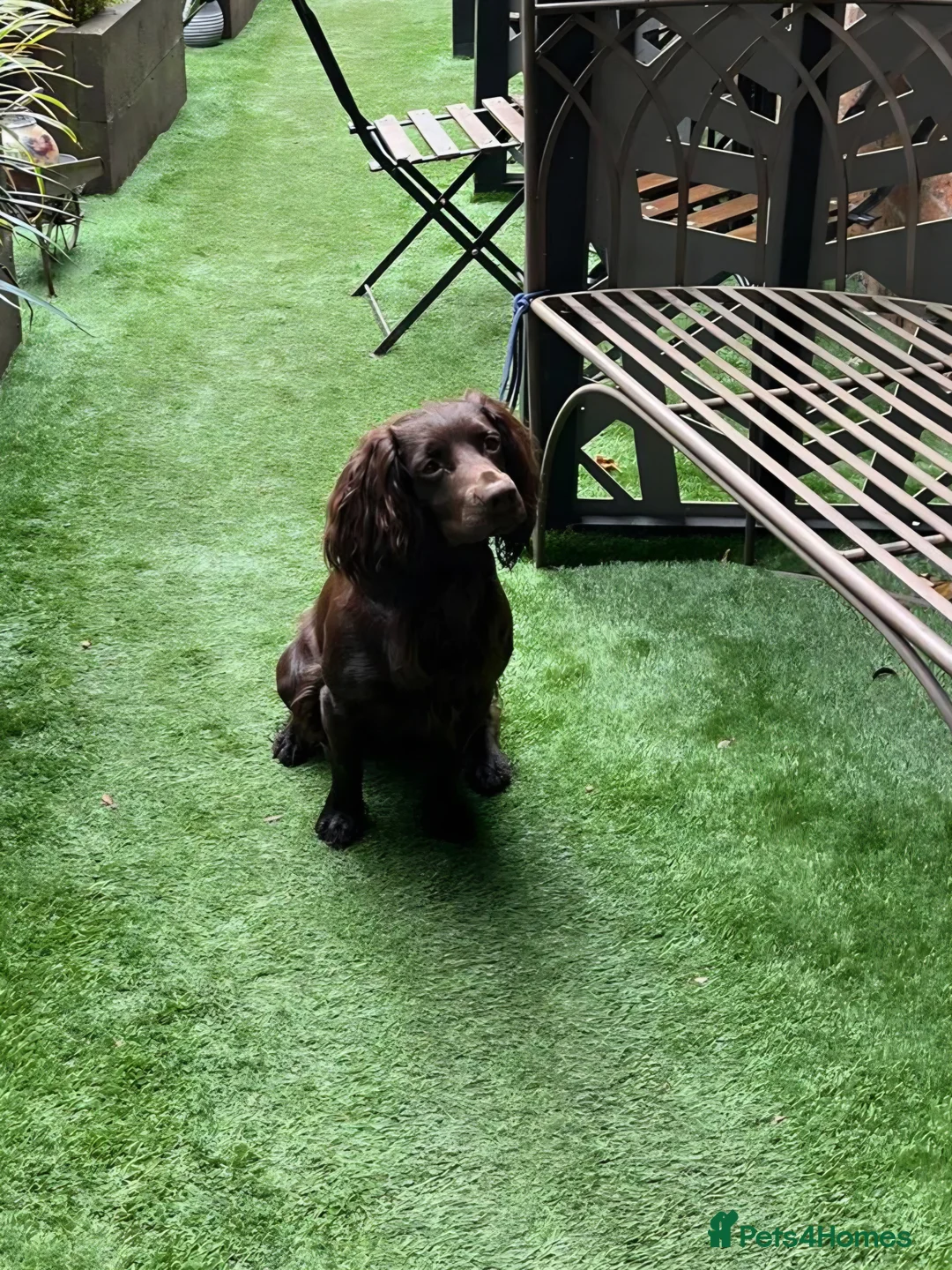 Cocker Spaniel dogs for sale: Working cocker spaniel puppies  in Lichfield - Advert 2