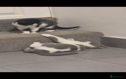 British Shorthair cats for sale: 😍 READY NOW gccf reg British shorthair kittens - Advert 8