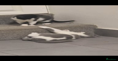 British Shorthair cats 😍 READY NOW gccf reg British shorthair kittens - Advert 10