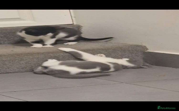 British Shorthair cats 😍 READY NOW gccf reg British shorthair kittens - Advert 2