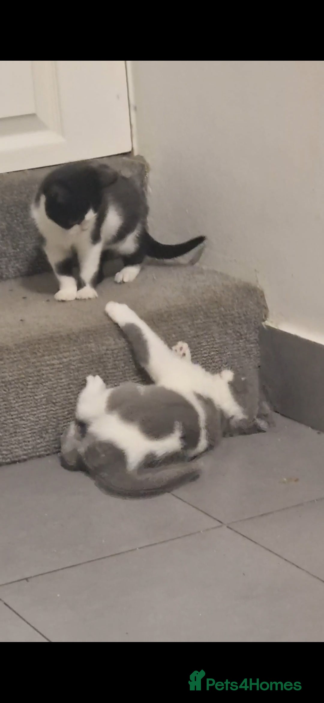 British Shorthair cats for sale: 😍 READY NOW gccf reg British shorthair kittens - Advert 8