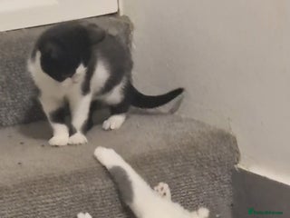 British Shorthair cats 😍 READY NOW gccf reg British shorthair kittens - Advert 9