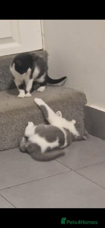 British Shorthair cats 😍 READY NOW gccf reg British shorthair kittens - Advert 2