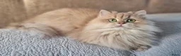 British Longhair cats for sale: 🧡GOLDEN BRITISH LONGHAIR CY11 TICA REG.🧡 - Advert 10