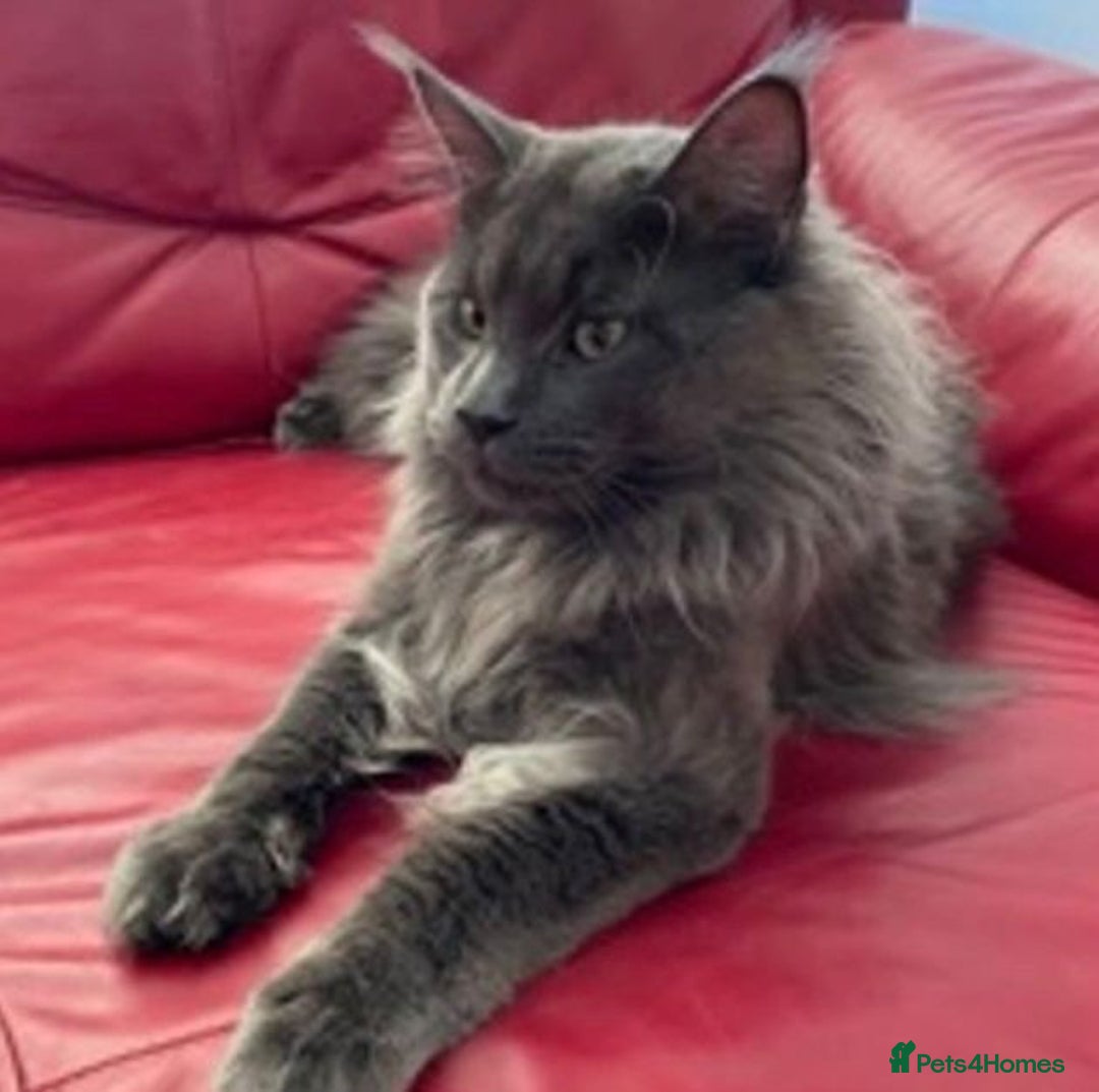 Maine Coon cats for sale: GCCF registered Maine Coon kitten - Advert 3