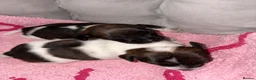 Jack Russell dogs for sale: Jack Russell puppies  - Advert 9