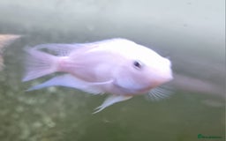 Other/Mixed Breed fish for sale: Fish For Sale - Image 3