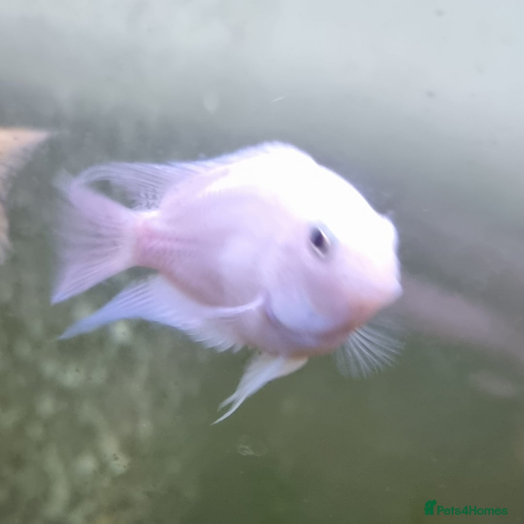 Other/Mixed Breed fish for sale: Fish For Sale - Image 3