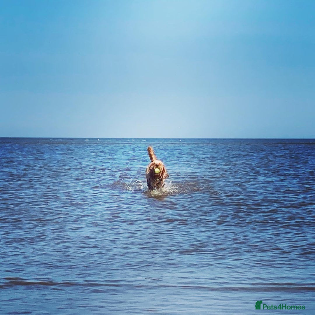 Cockapoo dogs for stud: STUD F1 Cockerpoo (5 Star 10/10} - Advert 6